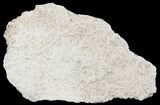 Polished Fossil Brittle Star Mortality Slab - California #56141-2
